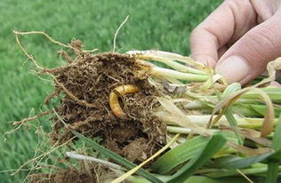 小麦被地下害虫咬断了根系,叶片发黄不长,用什么农药防治好