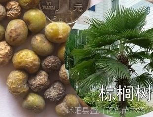 批发零售林木种子 棕榈种子 老人葵种子 当年新种成活率高 包出芽